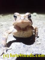 /home//u458753944/public_html/sourcegallery//Roxborough Toad Detour/2022/2022-03-19/P3190896.JPG